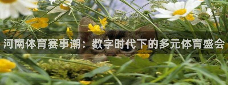 河南体育赛事潮：数字时代下的多元体育盛会